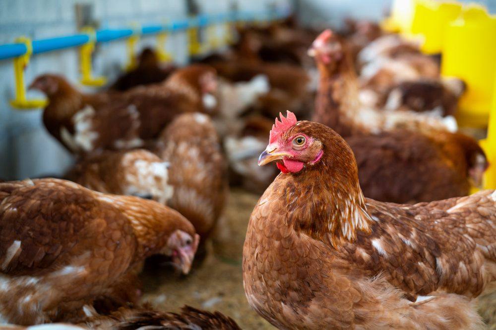 grippe aviaire et consommation de volailles